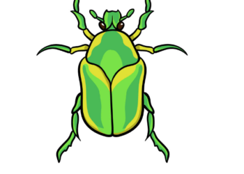 How to draw an insect