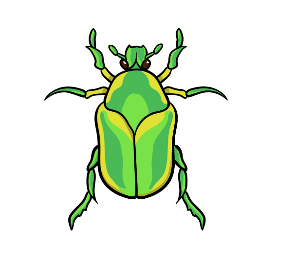 How to draw an insect