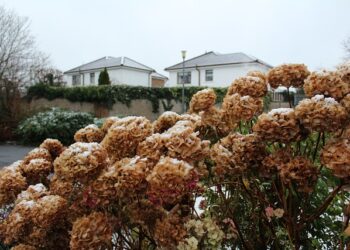 A summer’s guide to caring for outdoor plants