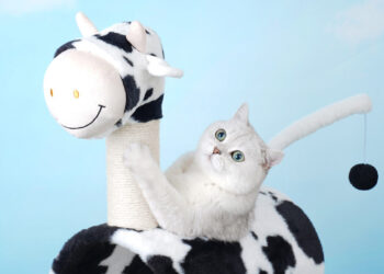 Choosing the Perfect Cat Toy: A Zeze Life Guide